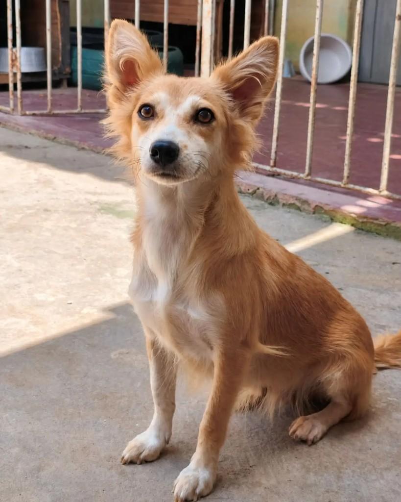 Olívia, cachorro de porte pequeno para adoção em Vitória de Santo Antão - PE