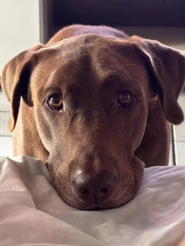Toddy, cachorro de porte médio para adoção em Vitória de Santo Antão - PE