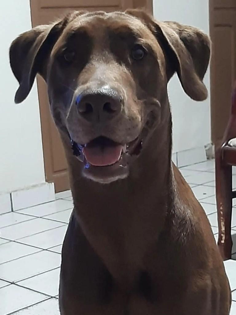 Toddy, cachorro de porte médio para adoção em Vitória de Santo Antão - PE — foto 2 de 4