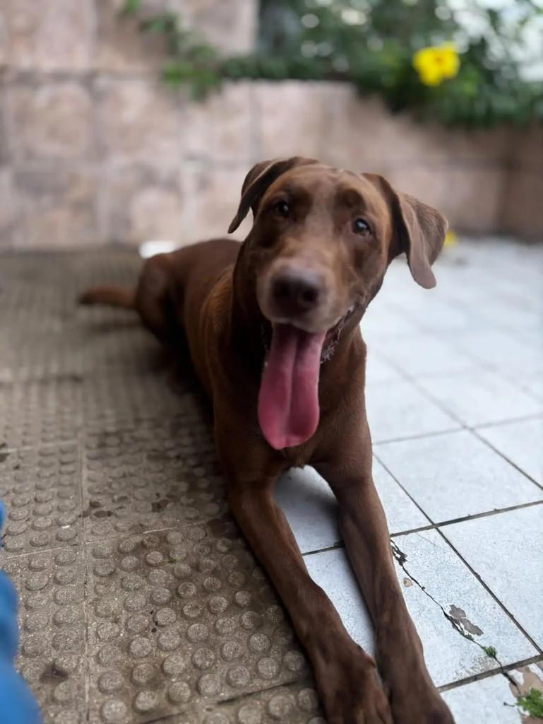 Toddy, cachorro de porte médio para adoção em Vitória de Santo Antão - PE — foto 3 de 4