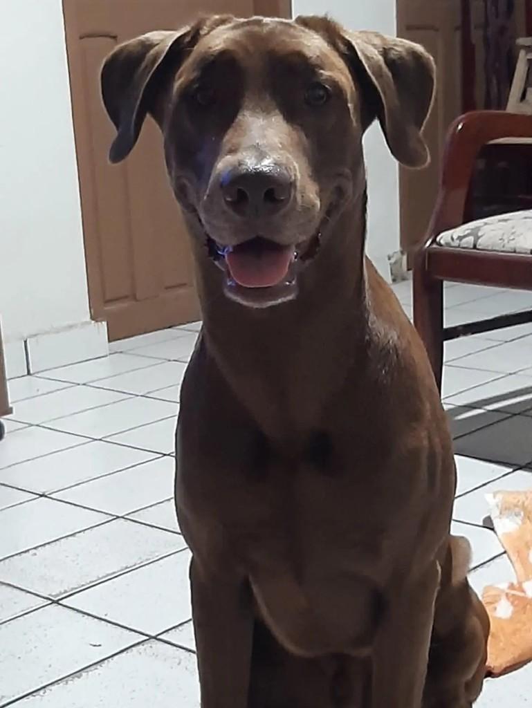 Toddy, cachorro de porte médio para adoção em Vitória de Santo Antão - PE — foto 4 de 4