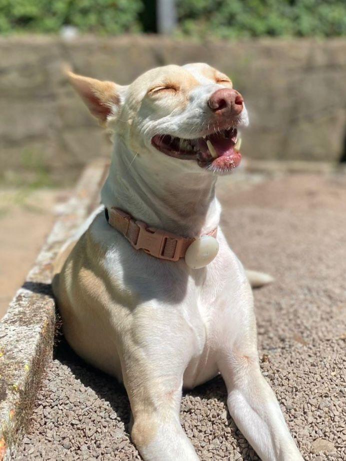 Maria Antônia, cachorro de porte médio para adoção em Candelária - RS