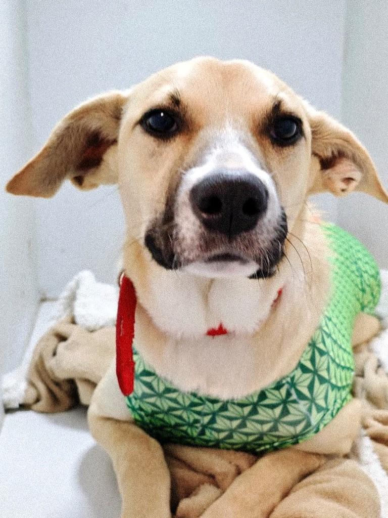 Rita, cachorro de porte pequeno para adoção em Candelária - RS