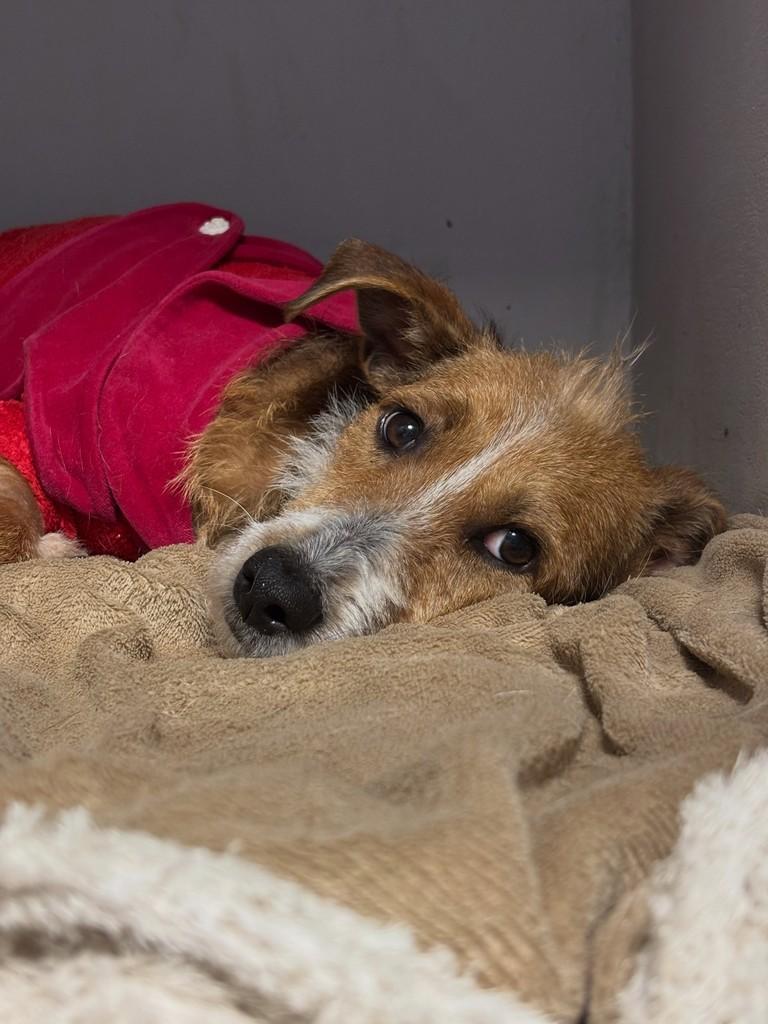 Fiapo, cachorro de porte pequeno para adoção em Candelária - RS