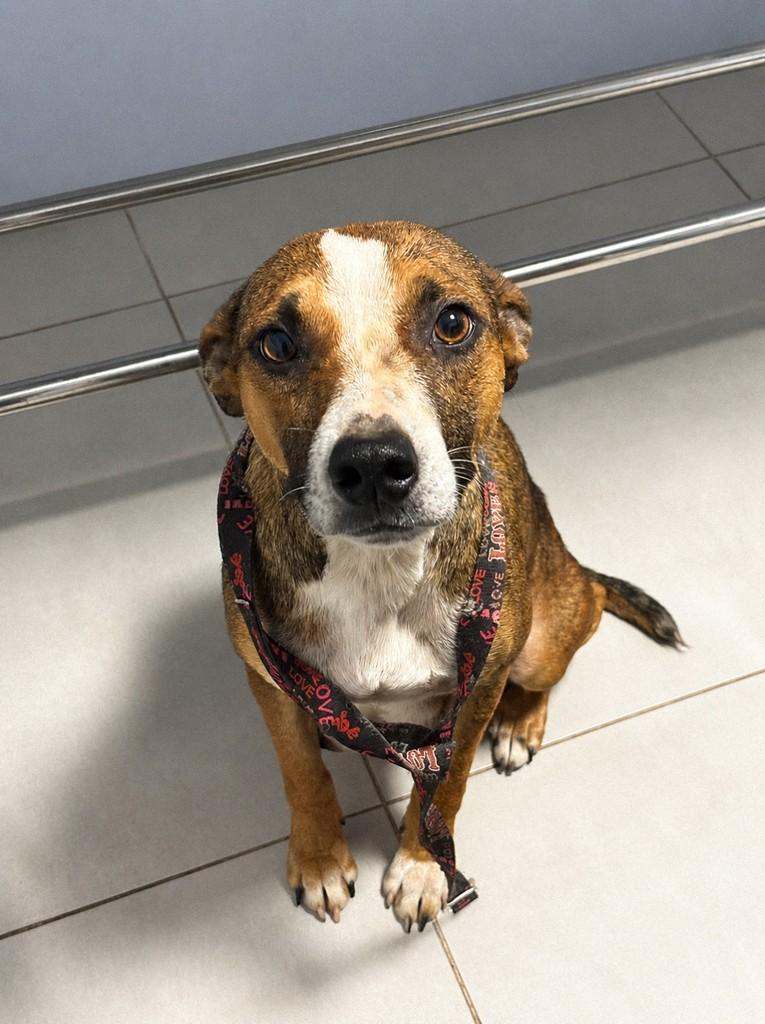 Canjica, cachorro de porte médio para adoção em Candelária - RS