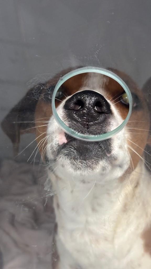Juju, cachorro de porte médio para adoção em Candelária - RS