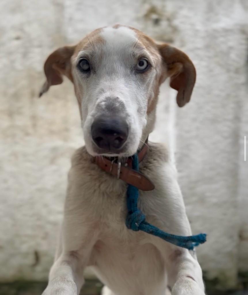Bono, cachorro de porte grande para adoção em Candelária - RS
