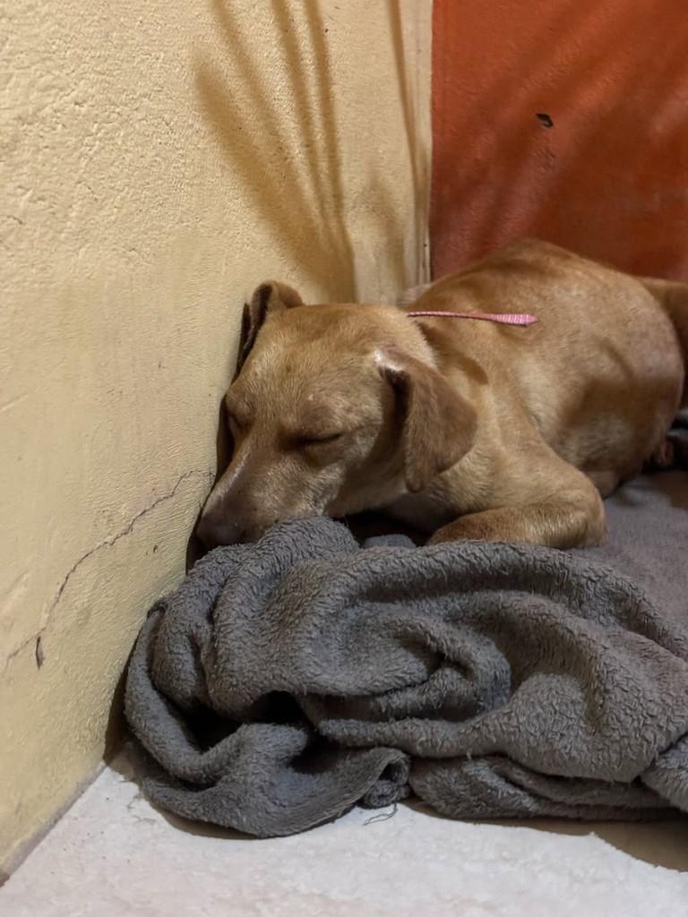 Kinder Ovo, cachorro de porte pequeno para adoção em Candelária - RS