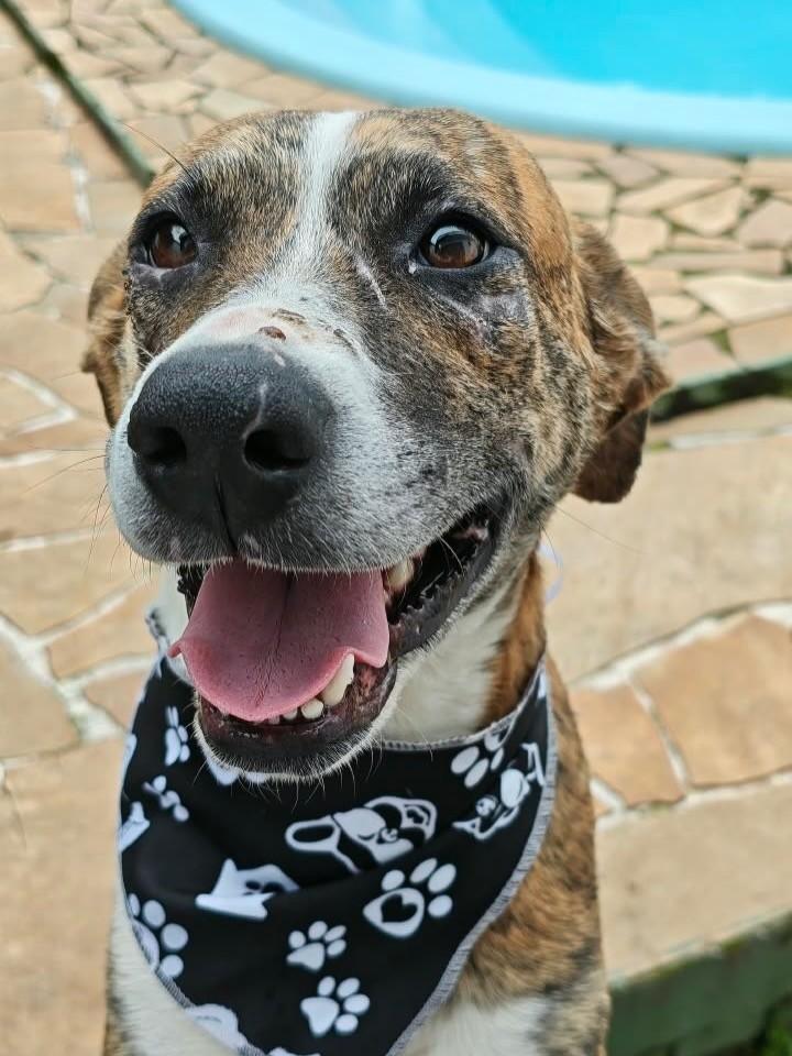 Tigre, cachorro de porte médio para adoção em Candelária - RS
