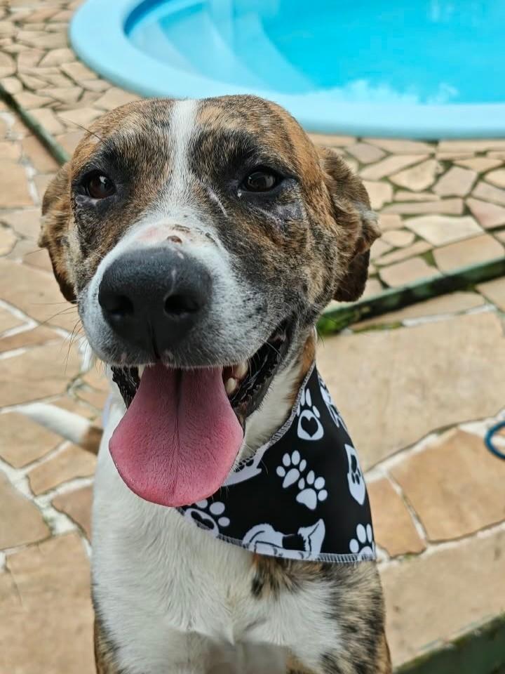 Tigre, cachorro de porte médio para adoção em Candelária - RS — foto 2 de 2