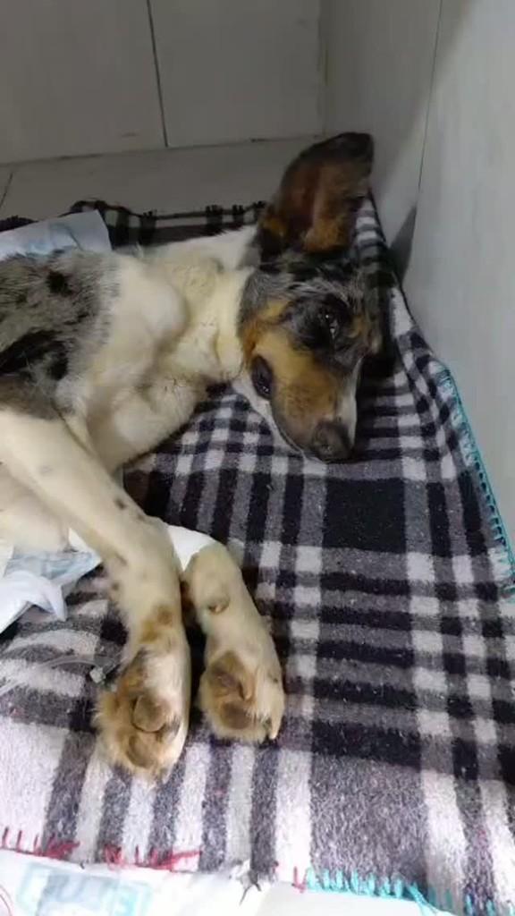 Leo, cachorro de porte pequeno para adoção em Ponta Grossa - PR