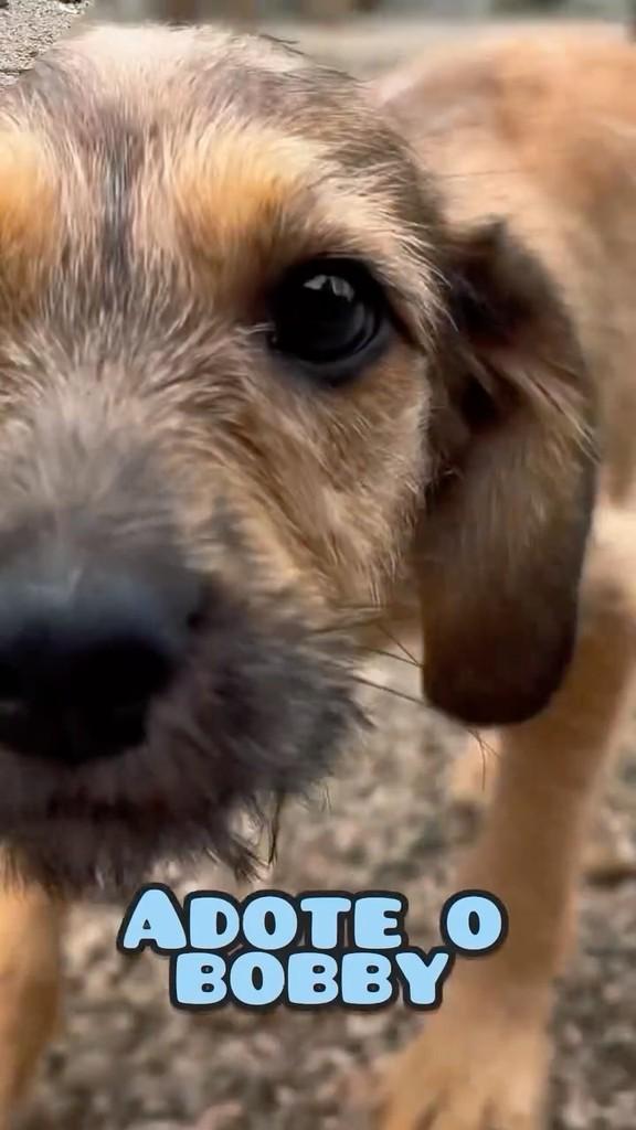 Bobby, cachorro de porte pequeno para adoção em Imbituba - SC