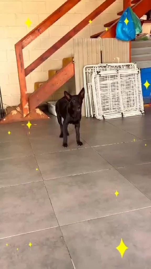 Mix Pastor alemão, cachorro de porte pequeno para adoção em Imbituba - SC