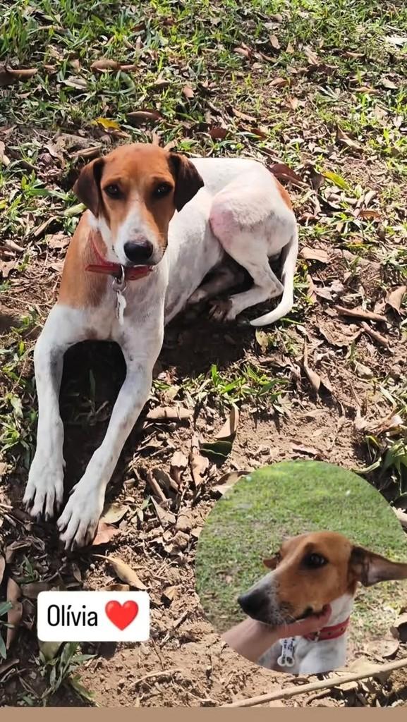 Olívia, cadela de porte pequeno para adoção em Imbituba - SC