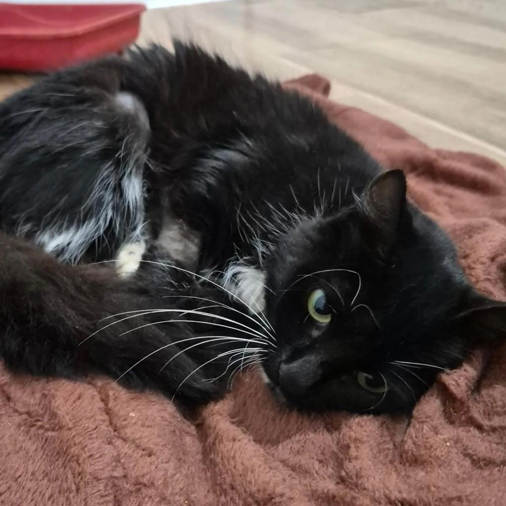 Mãezinha, gato de porte médio para adoção em Imbituba - SC