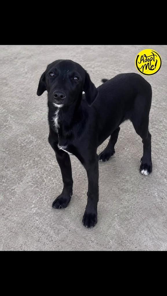 Pretinha, cadela de porte pequeno para adoção em Imbituba - SC