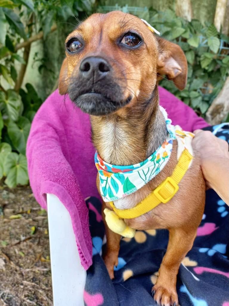 Arya, cadela de porte pequeno para adoção em Imbituba - SC