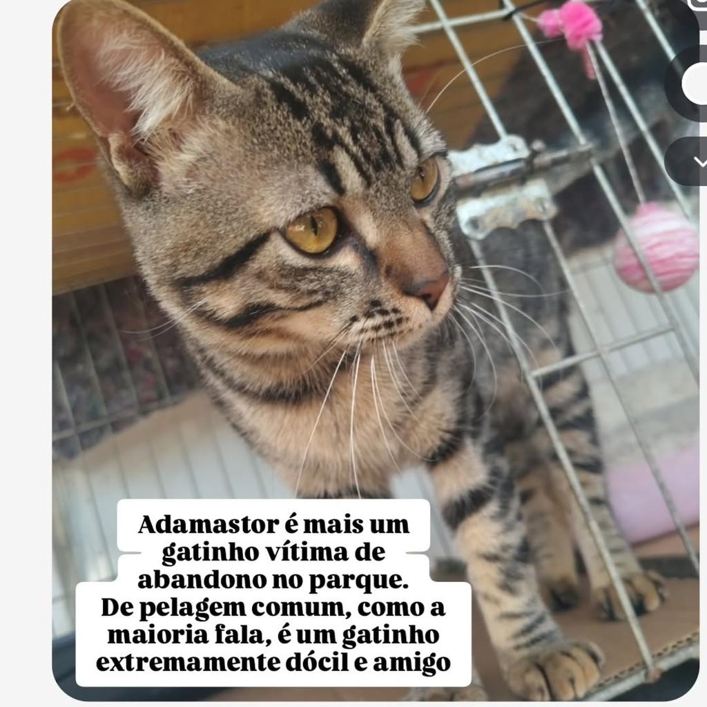Adamastor, gato para adoção em Belo Horizonte - MG