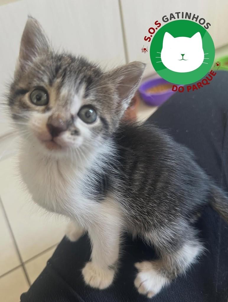 Hughie, gato de porte pequeno para adoção em Belo Horizonte - MG