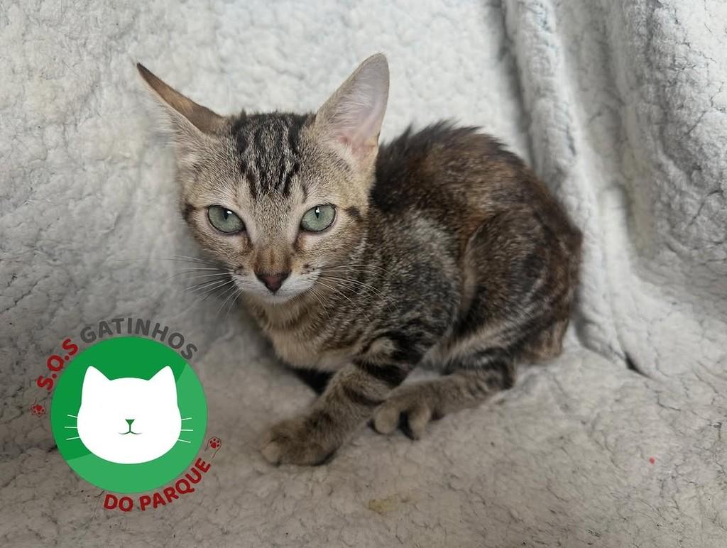 Laurinha, gata para adoção em Belo Horizonte - MG