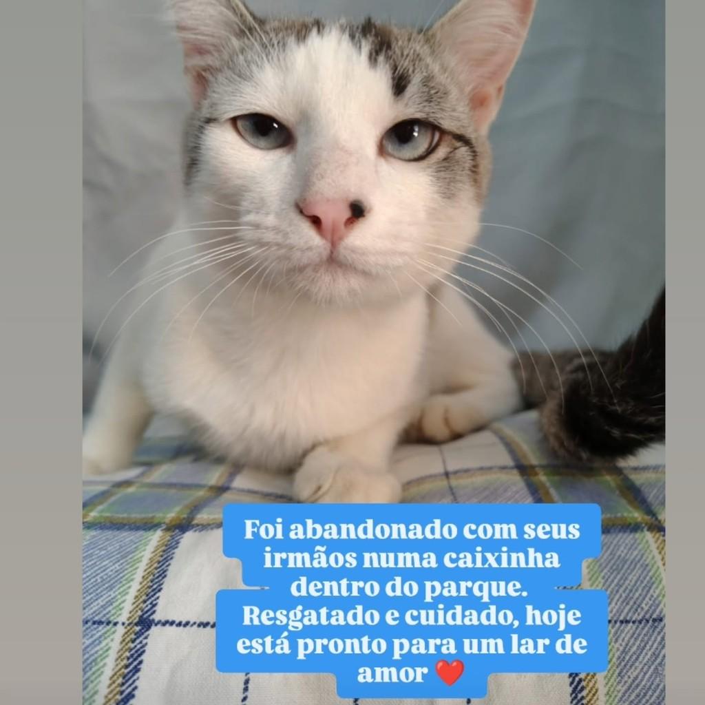 Teko, gato para adoção em Belo Horizonte - MG