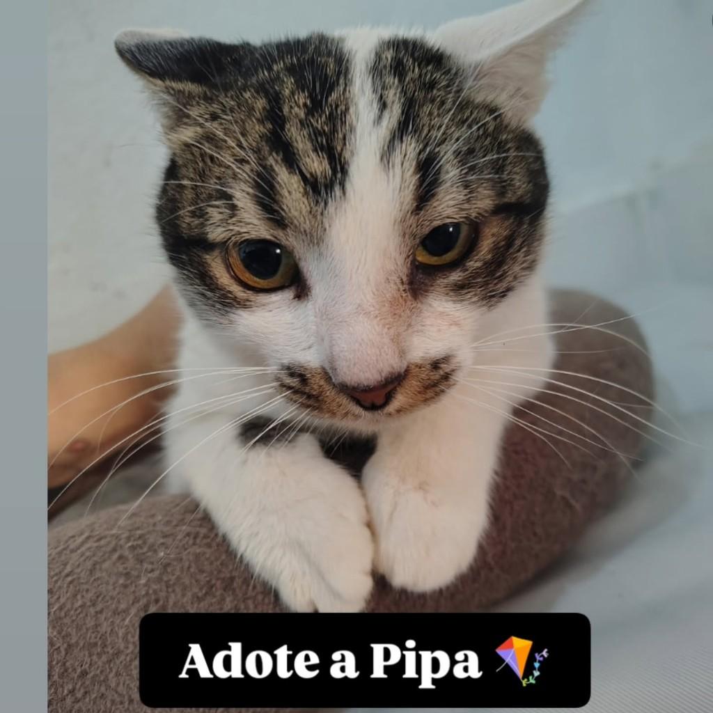 Pipa, gata para adoção em Belo Horizonte - MG