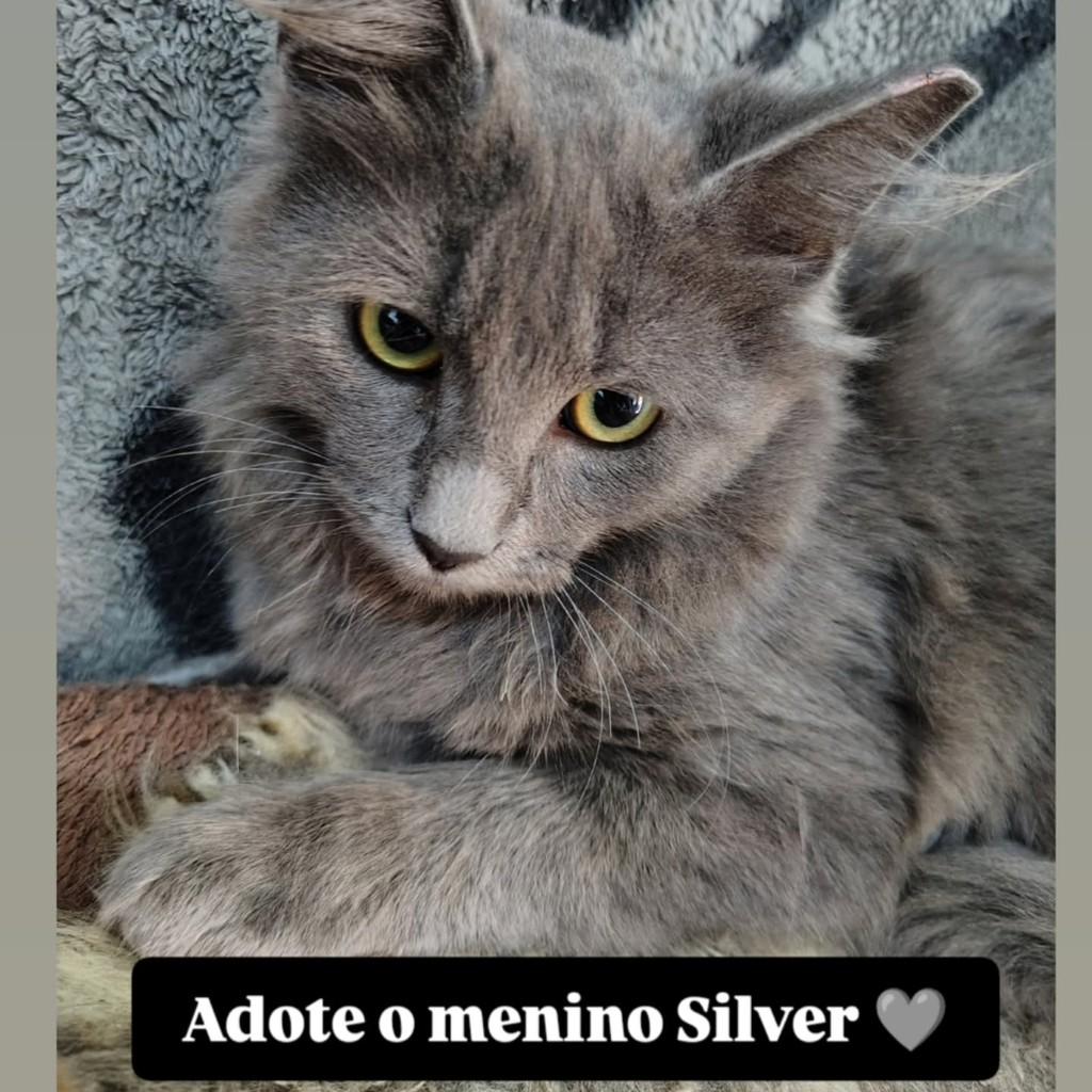 Silver, gato para adoção em Belo Horizonte - MG