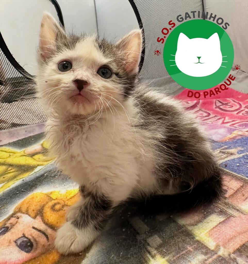 Seth, gato de porte pequeno para adoção em Belo Horizonte - MG