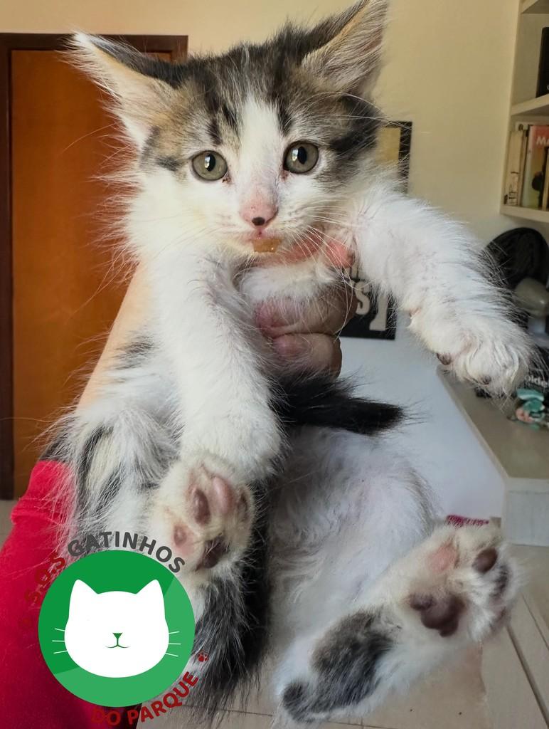 Nerfetiti, gata de porte pequeno para adoção em Belo Horizonte - MG