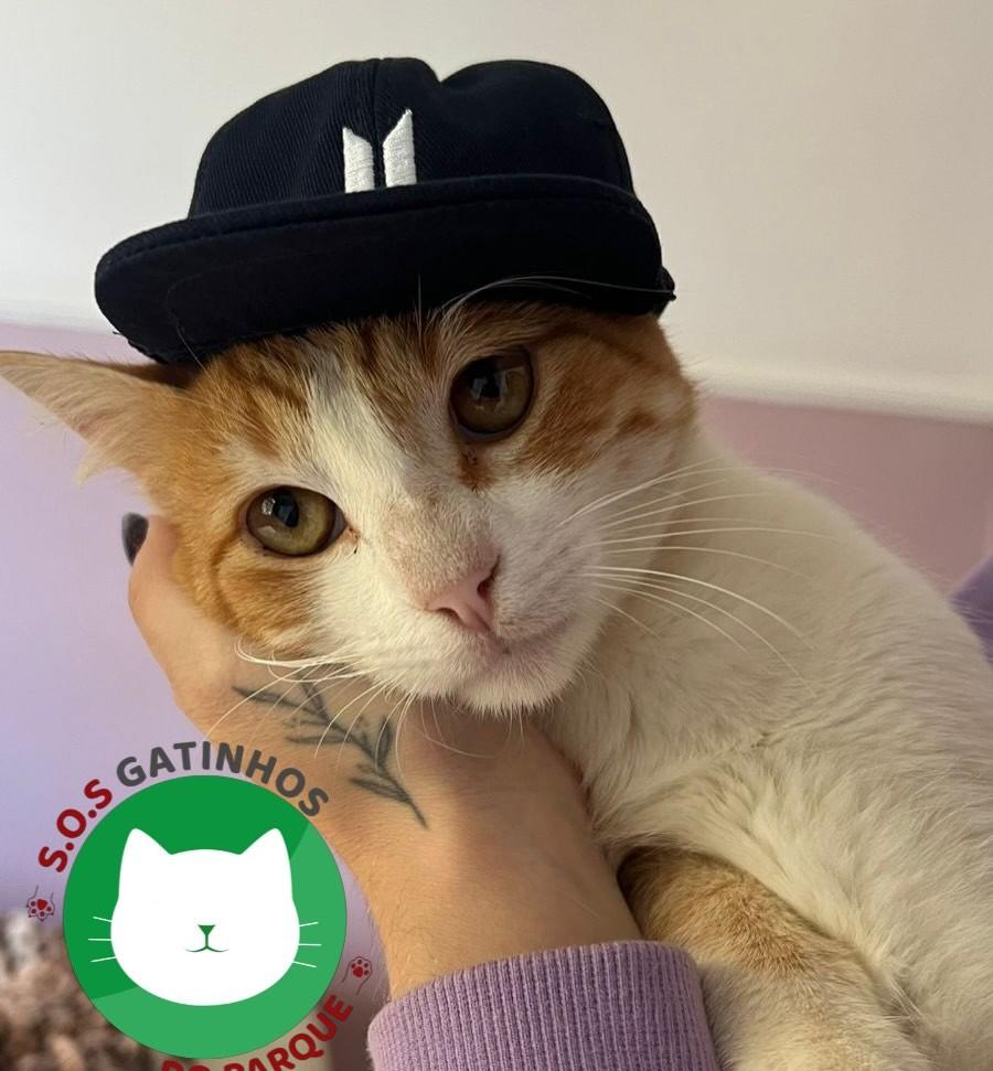 Dudu, gato de porte médio para adoção em Belo Horizonte - MG