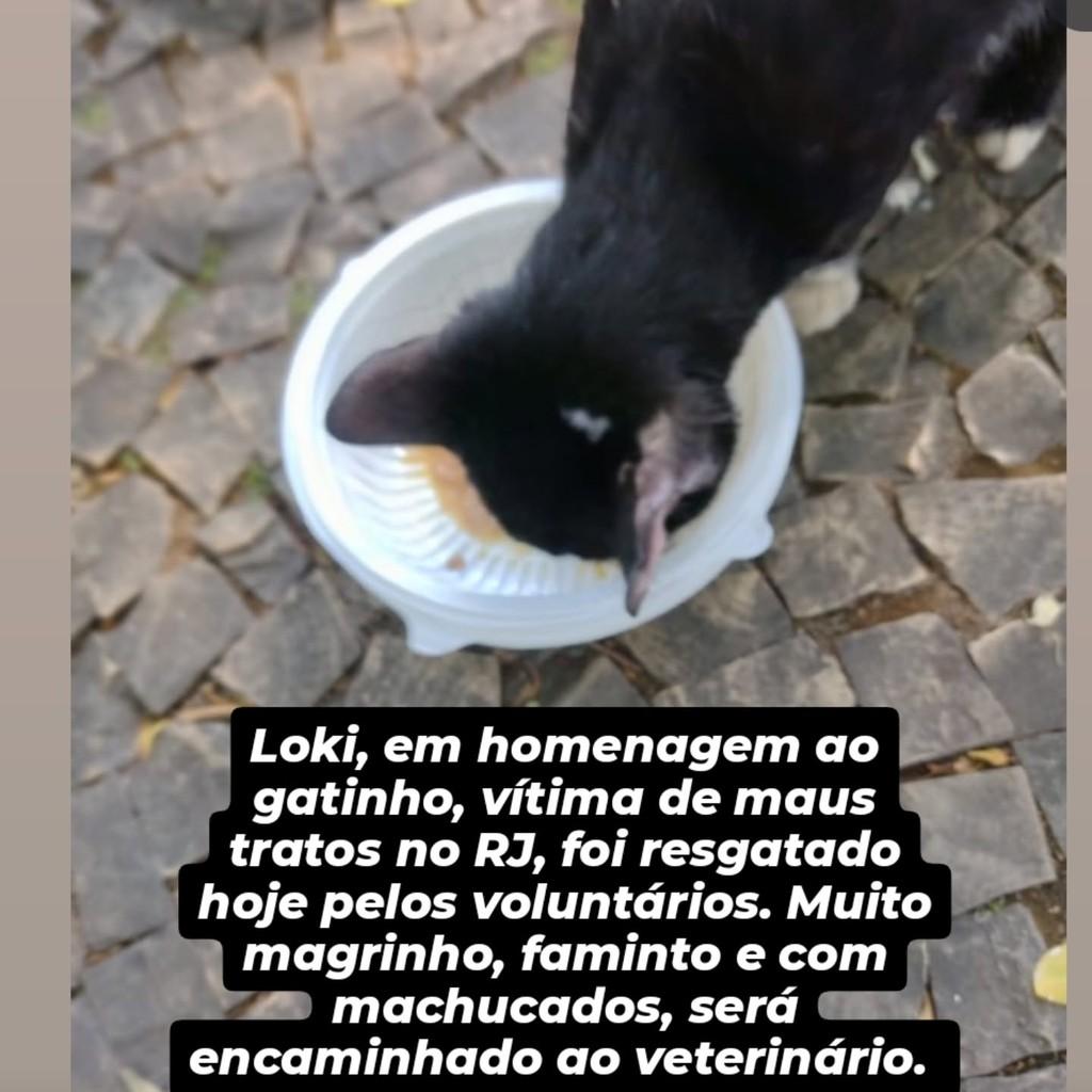 Loki, gato de porte pequeno para adoção em Belo Horizonte - MG
