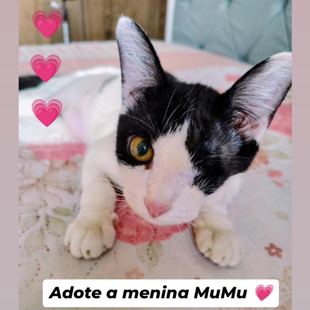 MuMu, gata de porte médio para adoção em Belo Horizonte - MG