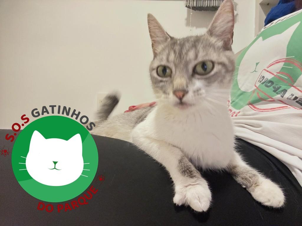 Cleópatra, gata para adoção em Belo Horizonte - MG