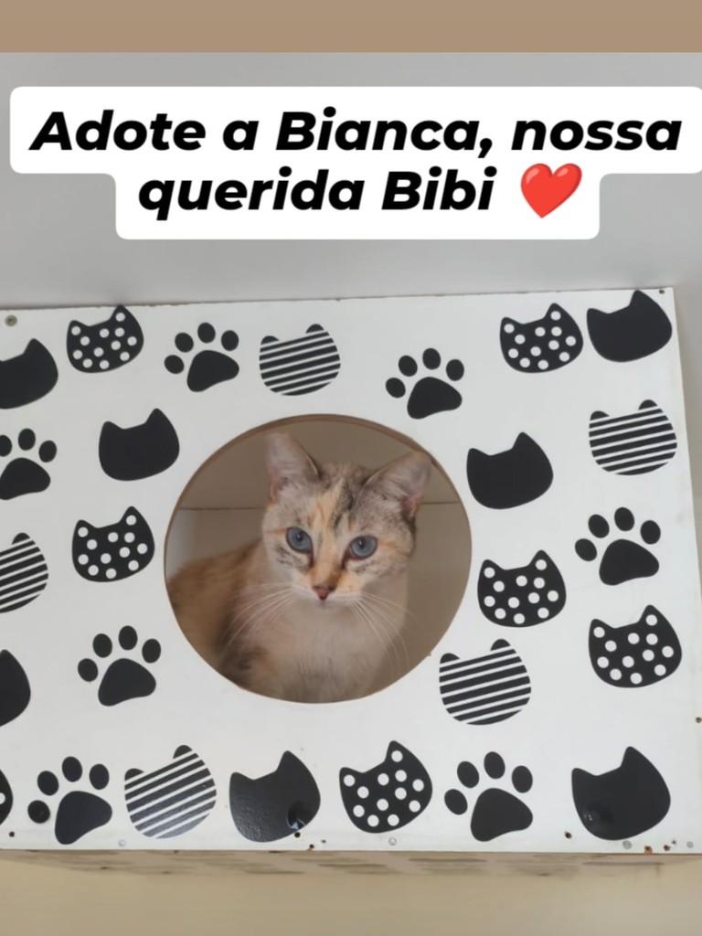 Bibi, gata de porte pequeno para adoção em Belo Horizonte - MG