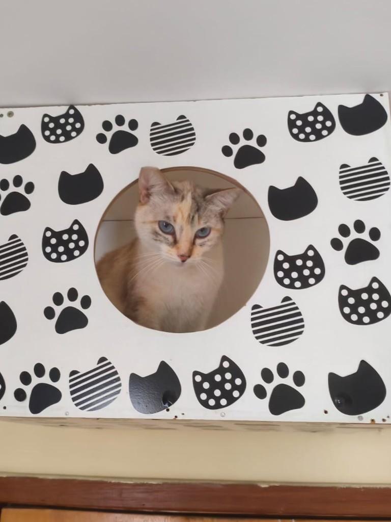 Bibi, gata de porte pequeno para adoção em Belo Horizonte - MG — foto 2 de 4