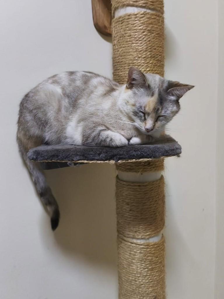 Bibi, gata de porte pequeno para adoção em Belo Horizonte - MG — foto 3 de 4