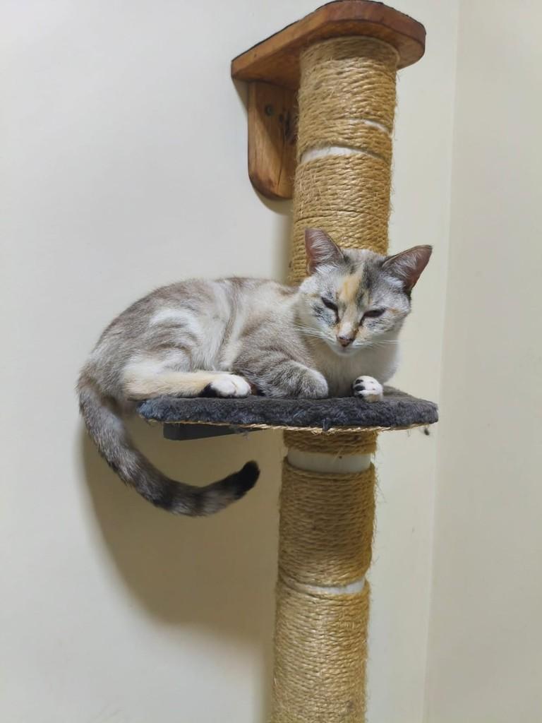 Bibi, gata de porte pequeno para adoção em Belo Horizonte - MG — foto 4 de 4