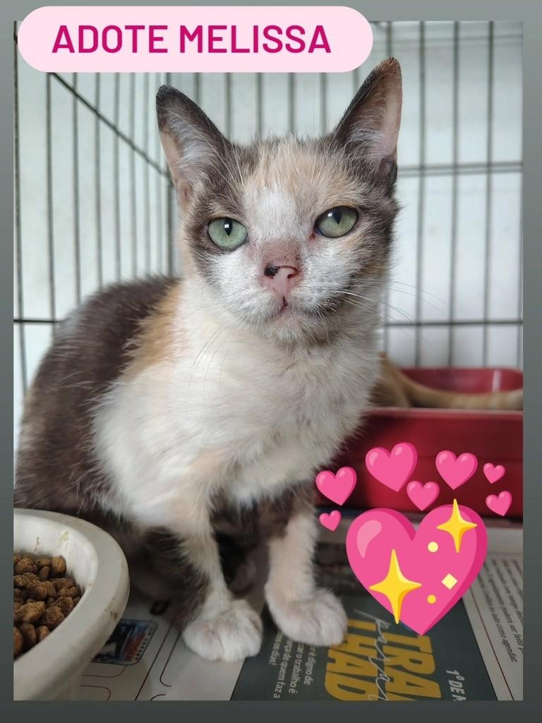 Melissa, gata de porte pequeno para adoção em Belo Horizonte - MG