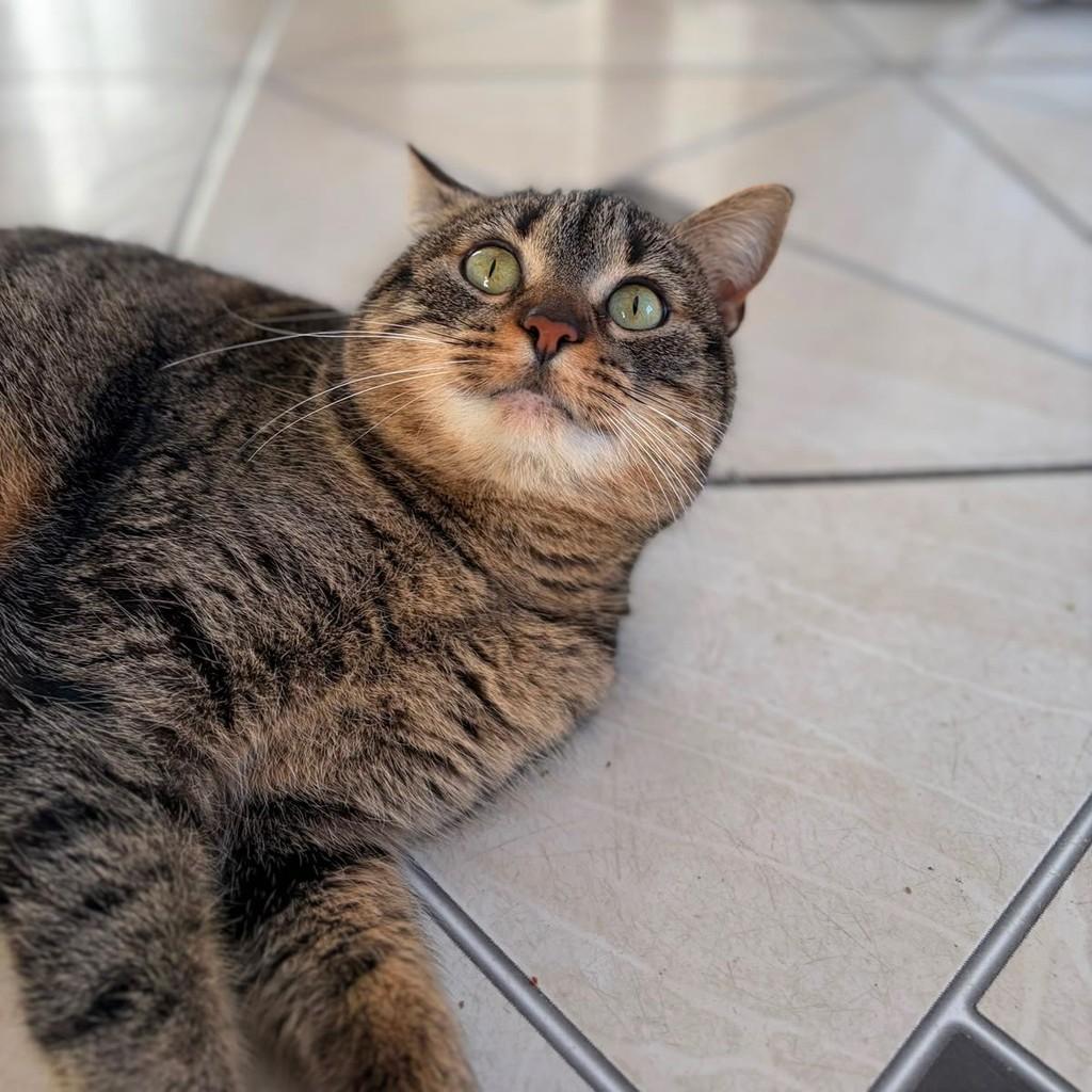 Kinder, gata de porte médio para adoção em Guaíba - RS