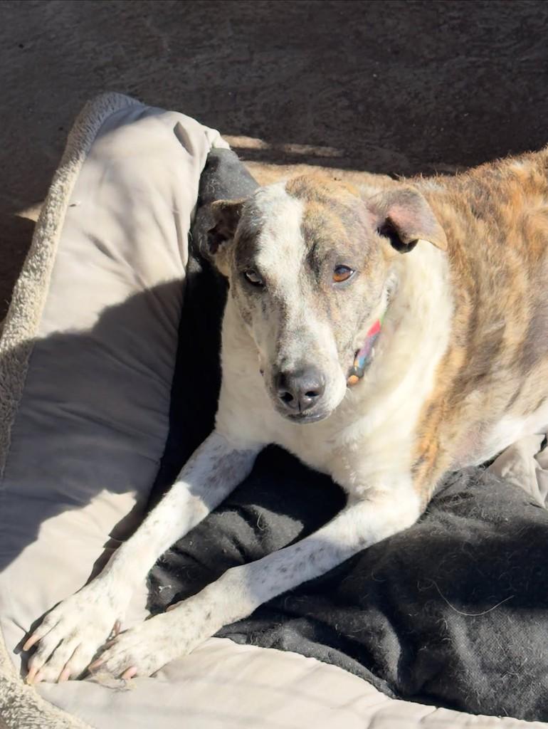 Sofia, cachorro de porte médio para adoção em Guaíba - RS