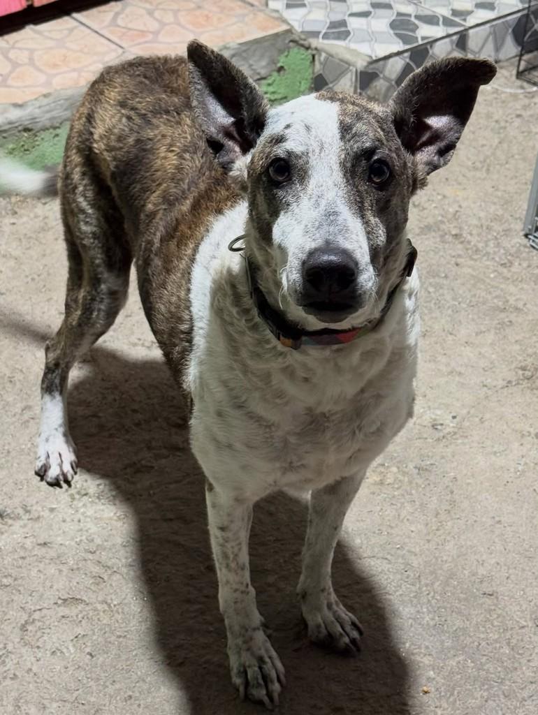 Sofia, cachorro de porte médio para adoção em Guaíba - RS — foto 2 de 4