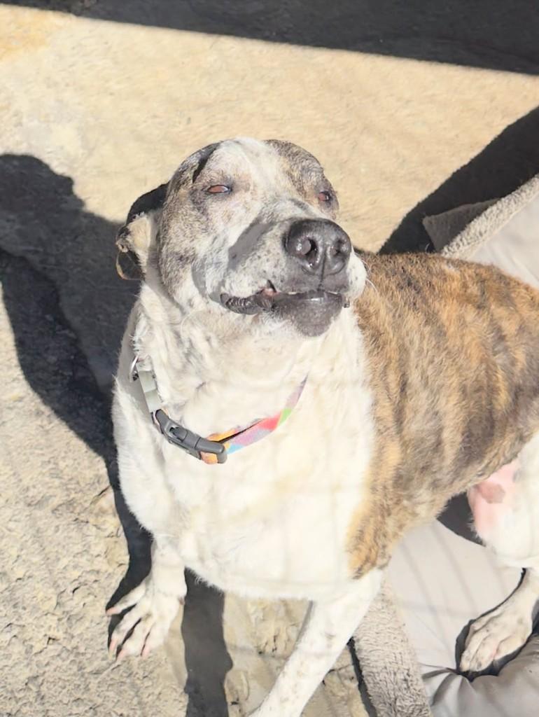Sofia, cachorro de porte médio para adoção em Guaíba - RS — foto 3 de 4