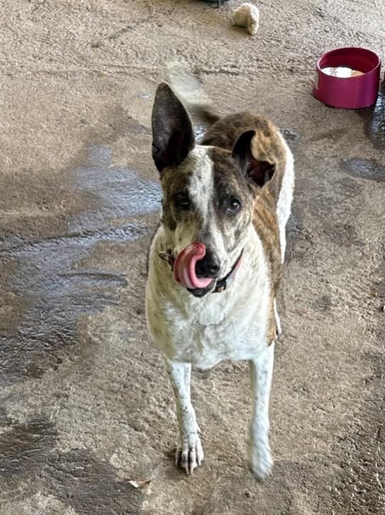 Sofia, cachorro de porte médio para adoção em Guaíba - RS — foto 4 de 4