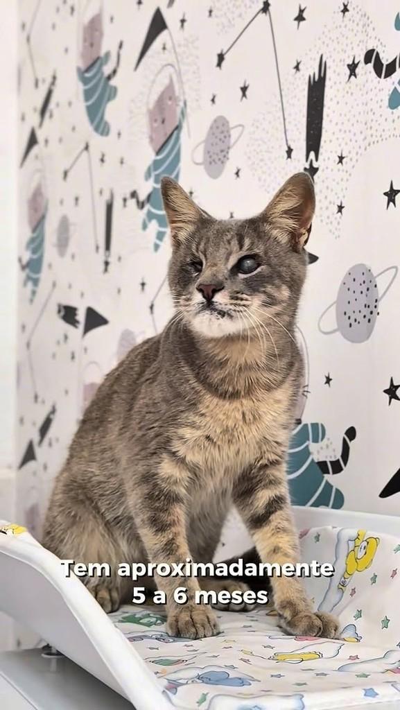 Theozinho, gato de porte médio para adoção em Goiânia - GO