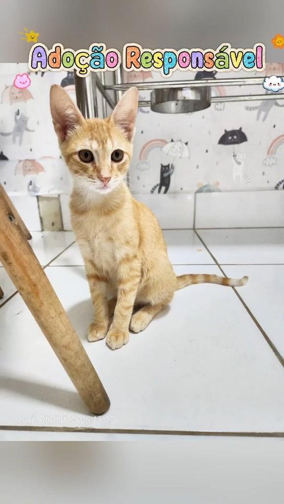 Amarelinho, gato de porte médio para adoção em Goiânia - GO
