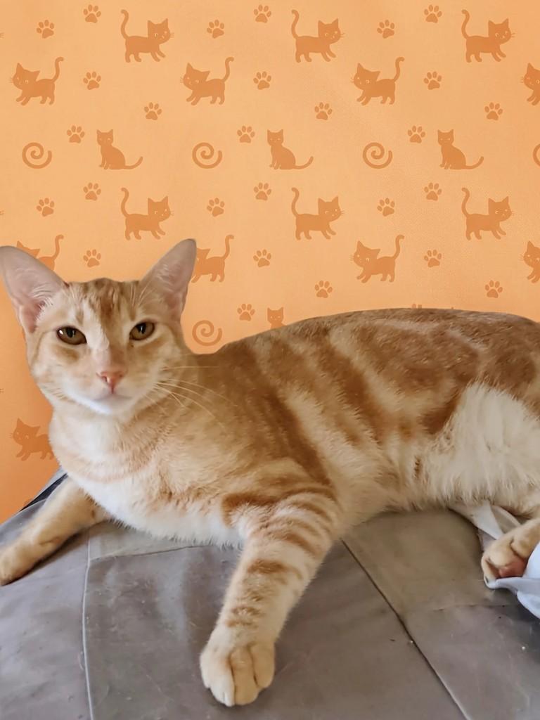 Ace, gato de porte médio para adoção em Goiânia - GO