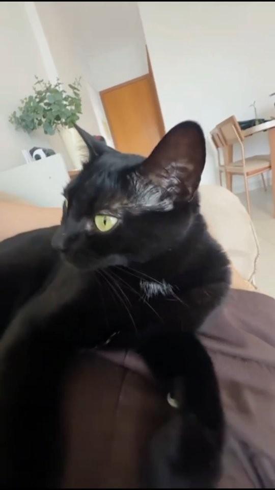 Lisbela, gato para adoção em Goiânia - GO