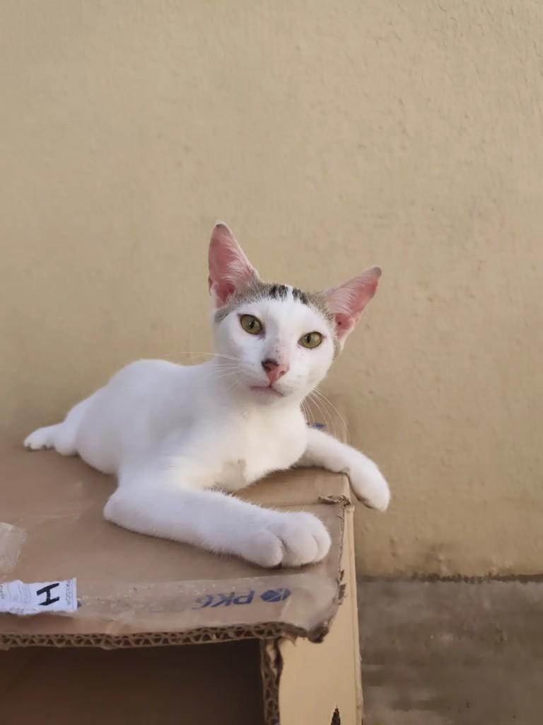 Sosuke, gato de porte pequeno para adoção em Goiânia - GO