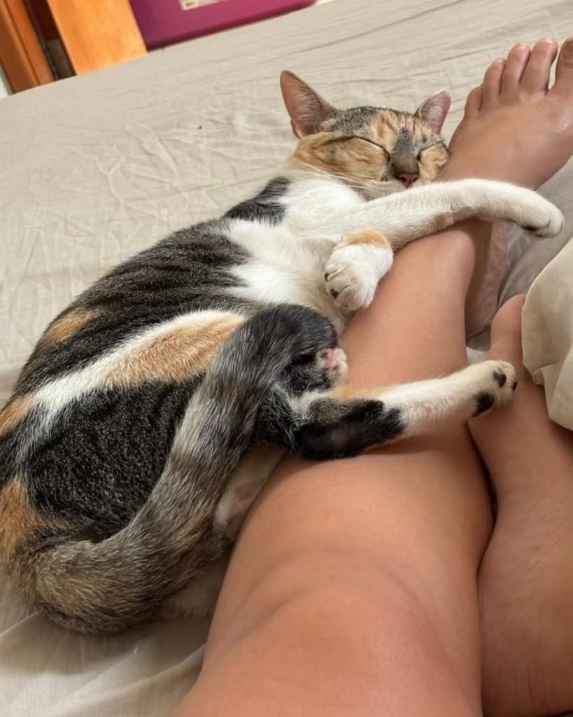 Celine, gata de porte pequeno para adoção em Goiânia - GO