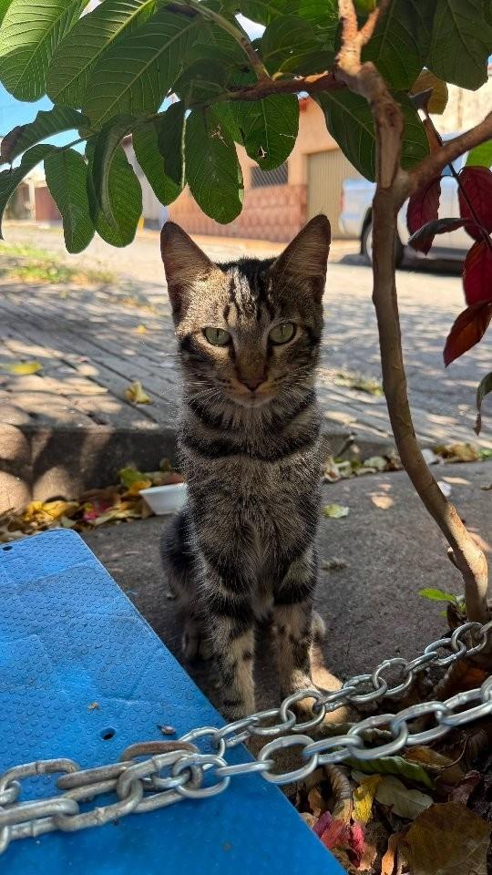 Raiadinho, gata de porte pequeno para adoção em Goiânia - GO
